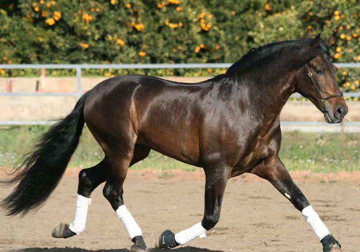 Foto de armas Serre�o II