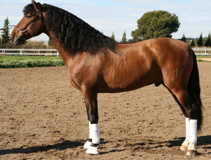 Foto de Armas Zarze�o